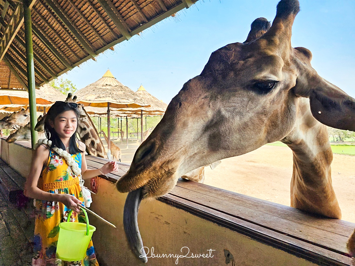 【萊旅遊曼谷包車】曼谷野生動物園一日遊推薦|Safari World、動物咖啡廳、夜市輕鬆玩 @兔兒毛毛姊妹花 【萊旅遊曼谷包車】曼谷野生動物園一日遊推薦|Safari World、動物咖啡廳、夜市輕鬆玩 @兔兒毛毛姊妹花