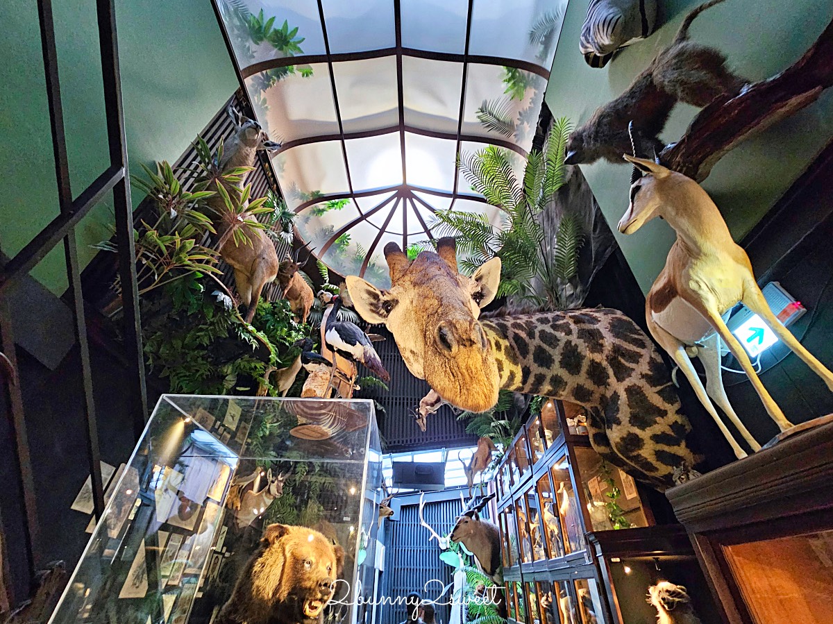 【仰角舶物民權店】台南動物標本博物館，近距離欣賞長頸鹿、氂牛等大型標本的室內景點 @兔兒毛毛姊妹花