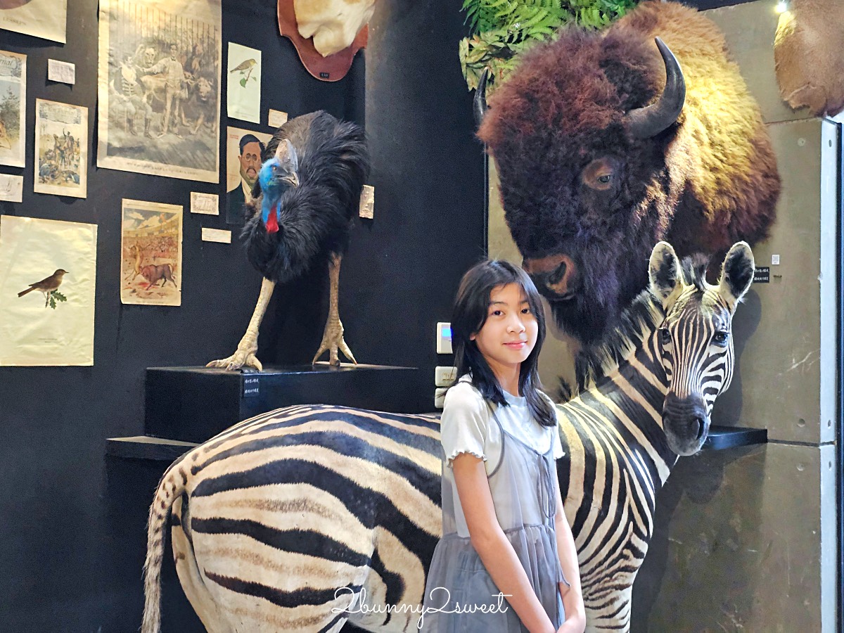 【仰角舶物民權店】台南動物標本博物館，近距離欣賞長頸鹿、氂牛等大型標本的室內景點 @兔兒毛毛姊妹花