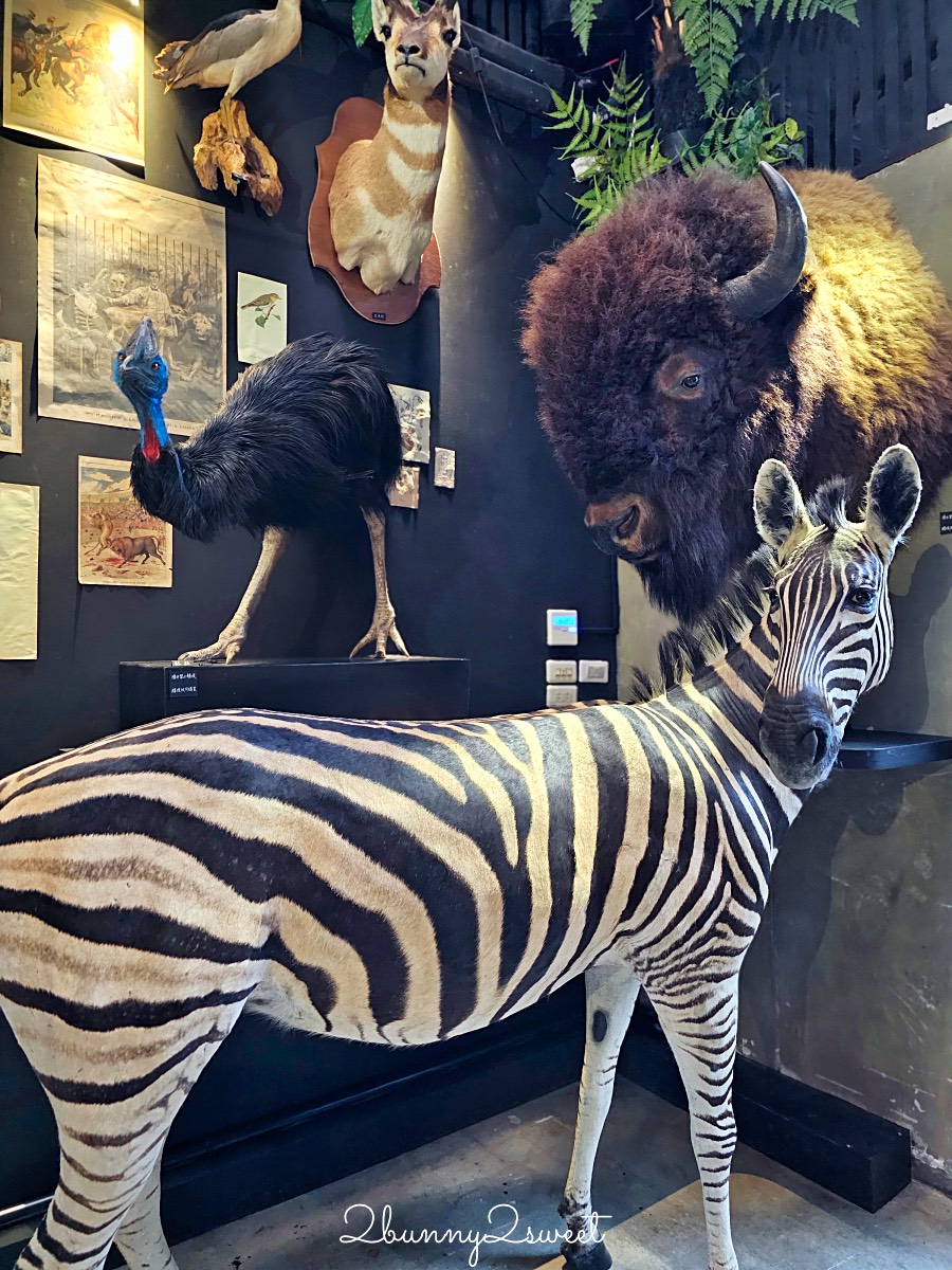 【仰角舶物民權店】台南動物標本博物館，近距離欣賞長頸鹿、氂牛等大型標本的室內景點 @兔兒毛毛姊妹花