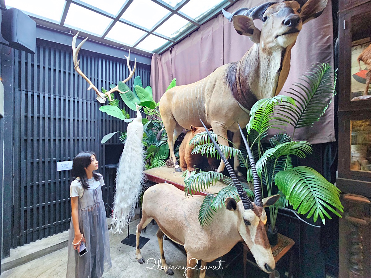 【仰角舶物民權店】台南動物標本博物館，近距離欣賞長頸鹿、氂牛等大型標本的室內景點 @兔兒毛毛姊妹花