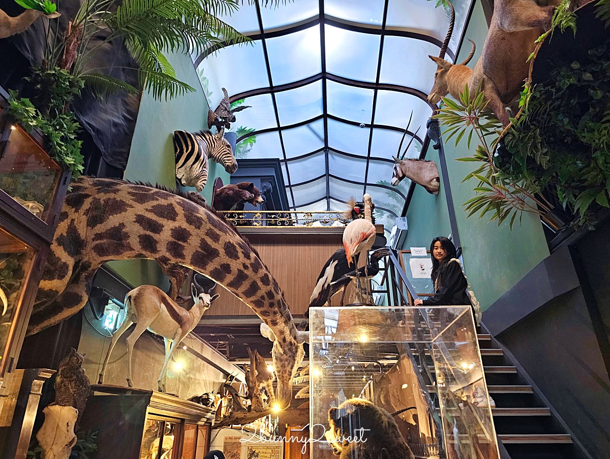 【仰角舶物民權店】台南動物標本博物館，近距離欣賞長頸鹿、氂牛等大型標本的室內景點 @兔兒毛毛姊妹花