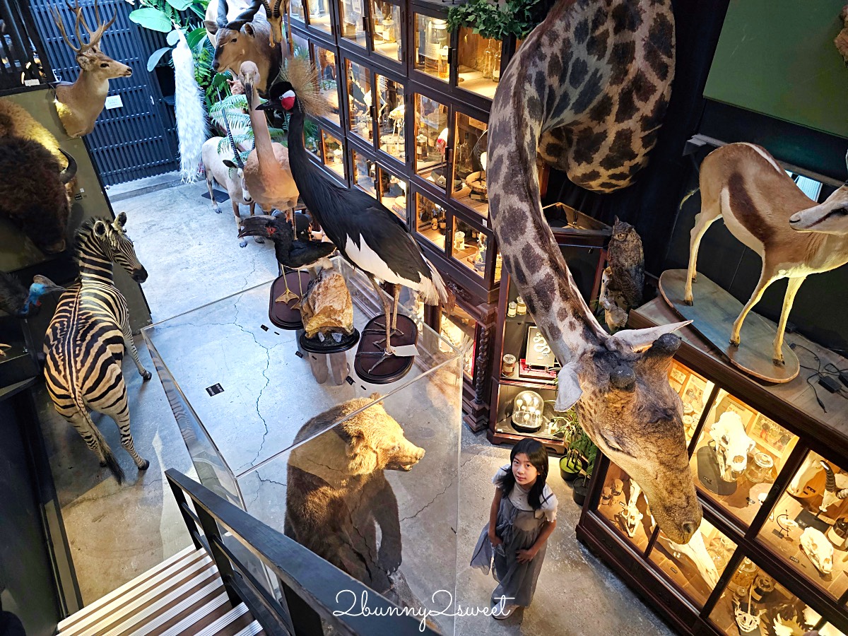 【仰角舶物民權店】台南動物標本博物館，近距離欣賞長頸鹿、氂牛等大型標本的室內景點 @兔兒毛毛姊妹花