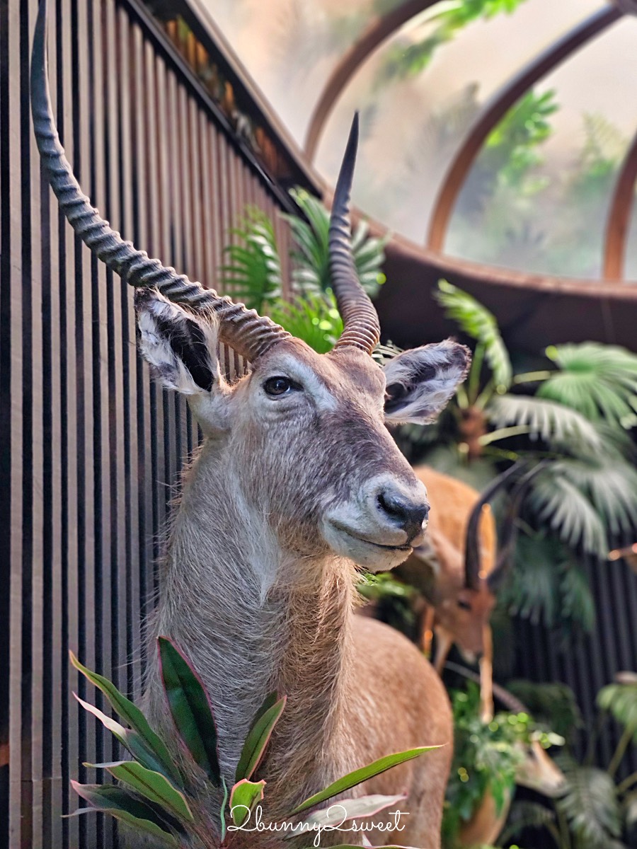 【仰角舶物民權店】台南動物標本博物館，近距離欣賞長頸鹿、氂牛等大型標本的室內景點 @兔兒毛毛姊妹花