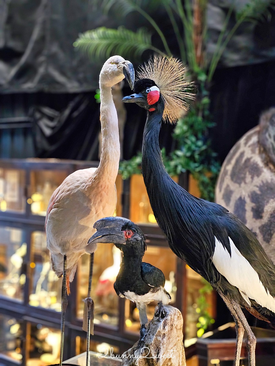 【仰角舶物民權店】台南動物標本博物館，近距離欣賞長頸鹿、氂牛等大型標本的室內景點 @兔兒毛毛姊妹花