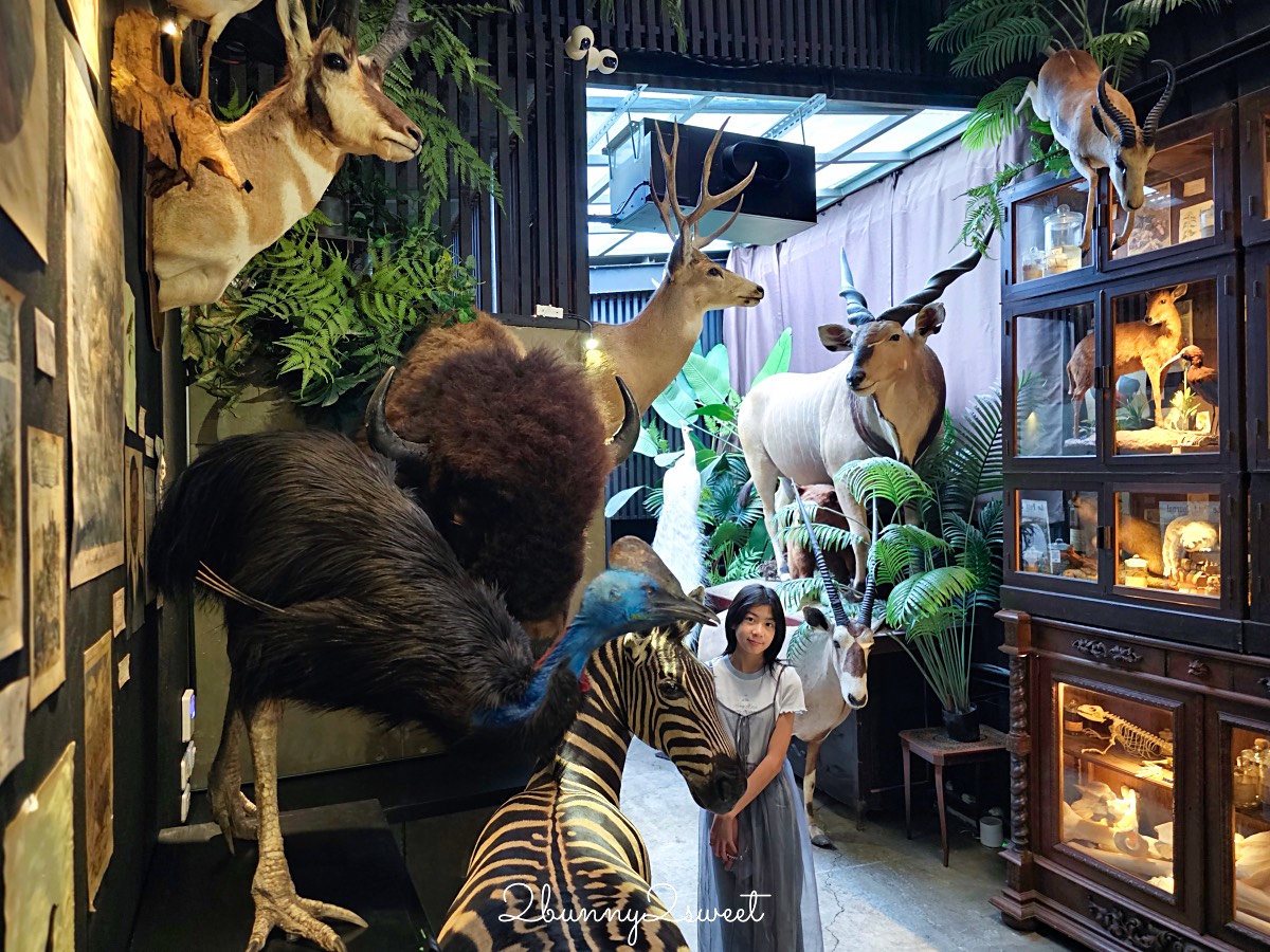 【仰角舶物民權店】台南動物標本博物館，近距離欣賞長頸鹿、氂牛等大型標本的室內景點 @兔兒毛毛姊妹花