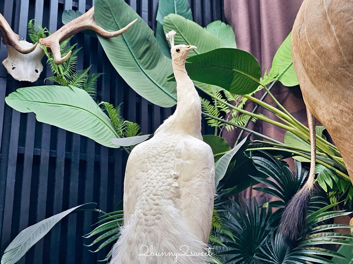【仰角舶物民權店】台南動物標本博物館，近距離欣賞長頸鹿、氂牛等大型標本的室內景點 @兔兒毛毛姊妹花