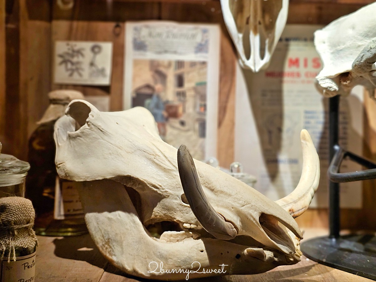 【仰角舶物民權店】台南動物標本博物館，近距離欣賞長頸鹿、氂牛等大型標本的室內景點 @兔兒毛毛姊妹花