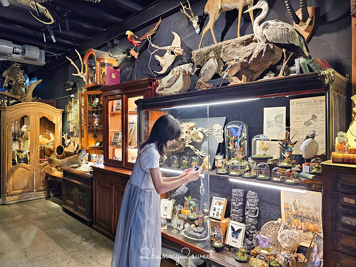 【仰角舶物民權店】台南動物標本博物館，近距離欣賞長頸鹿、氂牛等大型標本的室內景點 @兔兒毛毛姊妹花