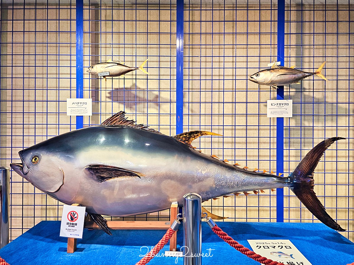 鳥取景點【海とくらしの史料館】日本最大魚類標本博物館,鳥取境港室內景點推薦 @兔兒毛毛姊妹花 鳥取景點【海とくらしの史料館】日本最大魚類標本博物館,鳥取境港室內景點推薦 @兔兒毛毛姊妹花