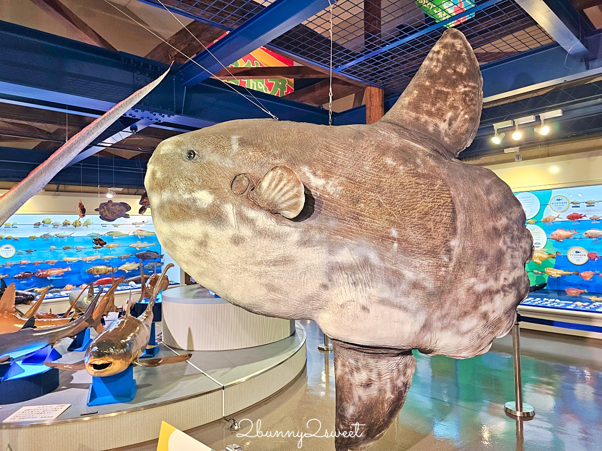 鳥取景點【海とくらしの史料館】日本最大魚類標本博物館,鳥取境港室內景點推薦 @兔兒毛毛姊妹花 鳥取景點【海とくらしの史料館】日本最大魚類標本博物館,鳥取境港室內景點推薦 @兔兒毛毛姊妹花