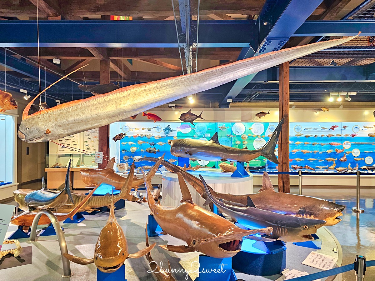 鳥取景點【海とくらしの史料館】日本最大魚類標本博物館,鳥取境港室內景點推薦 @兔兒毛毛姊妹花 鳥取景點【海とくらしの史料館】日本最大魚類標本博物館,鳥取境港室內景點推薦 @兔兒毛毛姊妹花