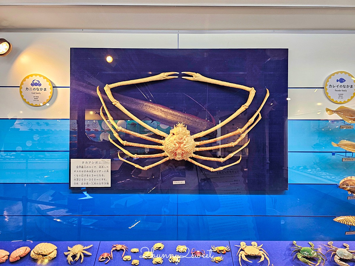 鳥取景點【海とくらしの史料館】日本最大魚類標本博物館,鳥取境港室內景點推薦 @兔兒毛毛姊妹花 鳥取景點【海とくらしの史料館】日本最大魚類標本博物館,鳥取境港室內景點推薦 @兔兒毛毛姊妹花