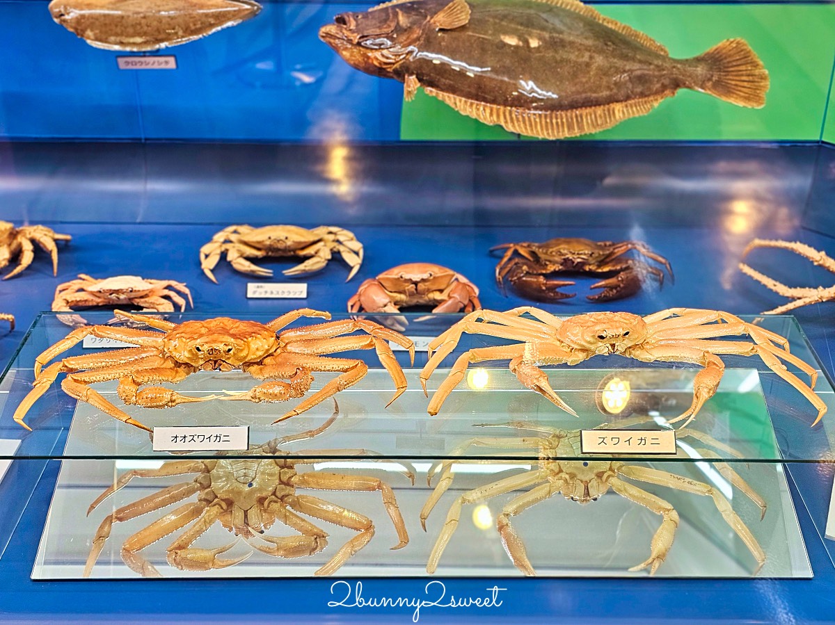 鳥取景點【海とくらしの史料館】日本最大魚類標本博物館,鳥取境港室內景點推薦 @兔兒毛毛姊妹花 鳥取景點【海とくらしの史料館】日本最大魚類標本博物館,鳥取境港室內景點推薦 @兔兒毛毛姊妹花