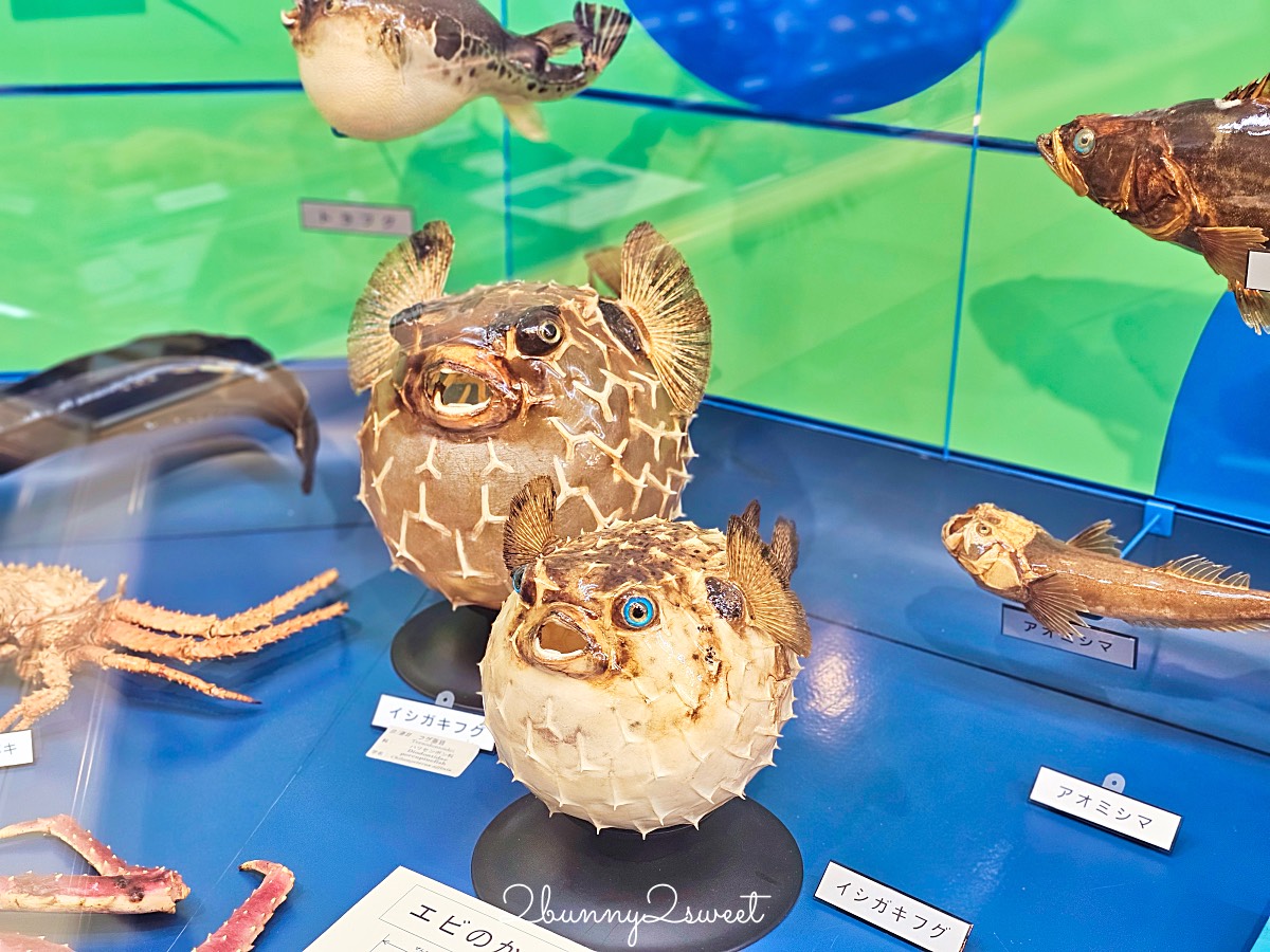 鳥取景點【海とくらしの史料館】日本最大魚類標本博物館,鳥取境港室內景點推薦 @兔兒毛毛姊妹花 鳥取景點【海とくらしの史料館】日本最大魚類標本博物館,鳥取境港室內景點推薦 @兔兒毛毛姊妹花