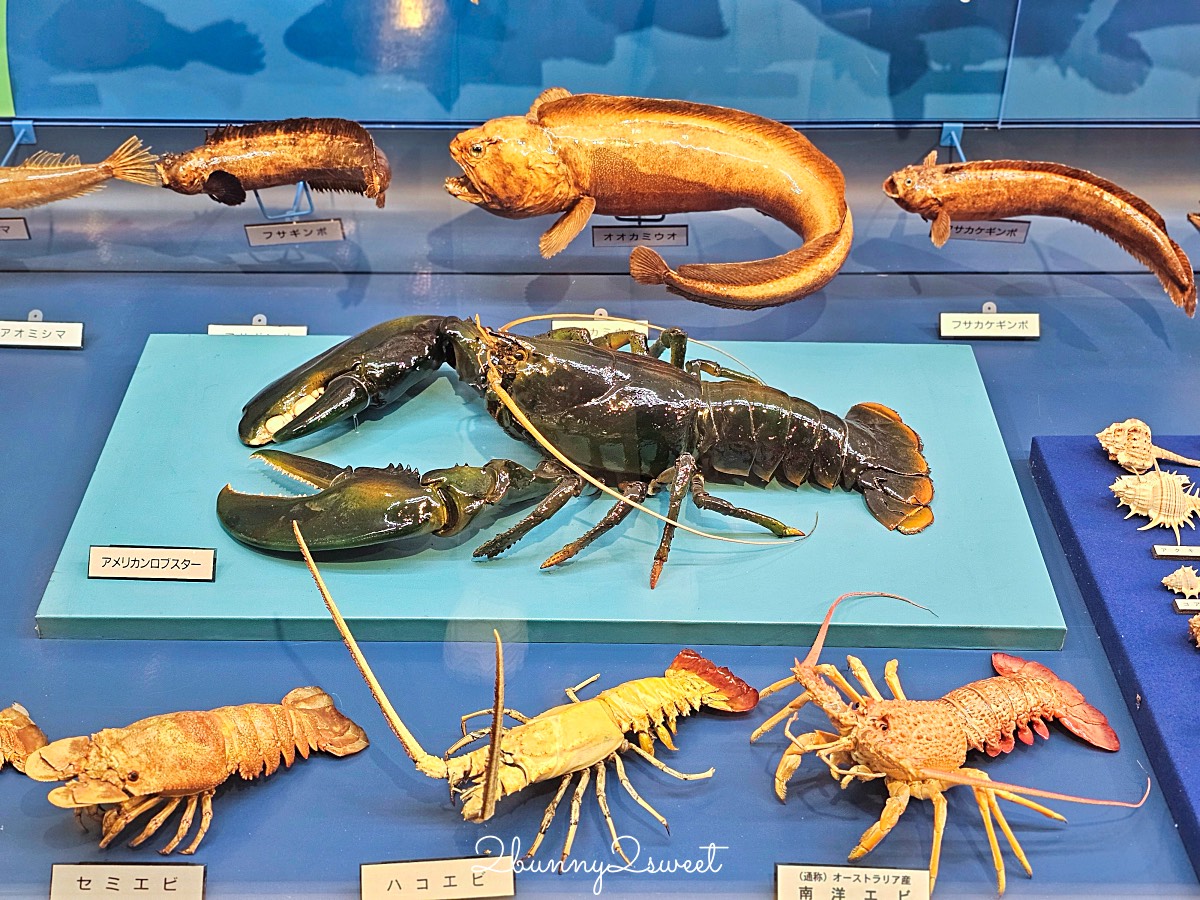 鳥取景點【海とくらしの史料館】日本最大魚類標本博物館,鳥取境港室內景點推薦 @兔兒毛毛姊妹花 鳥取景點【海とくらしの史料館】日本最大魚類標本博物館,鳥取境港室內景點推薦 @兔兒毛毛姊妹花