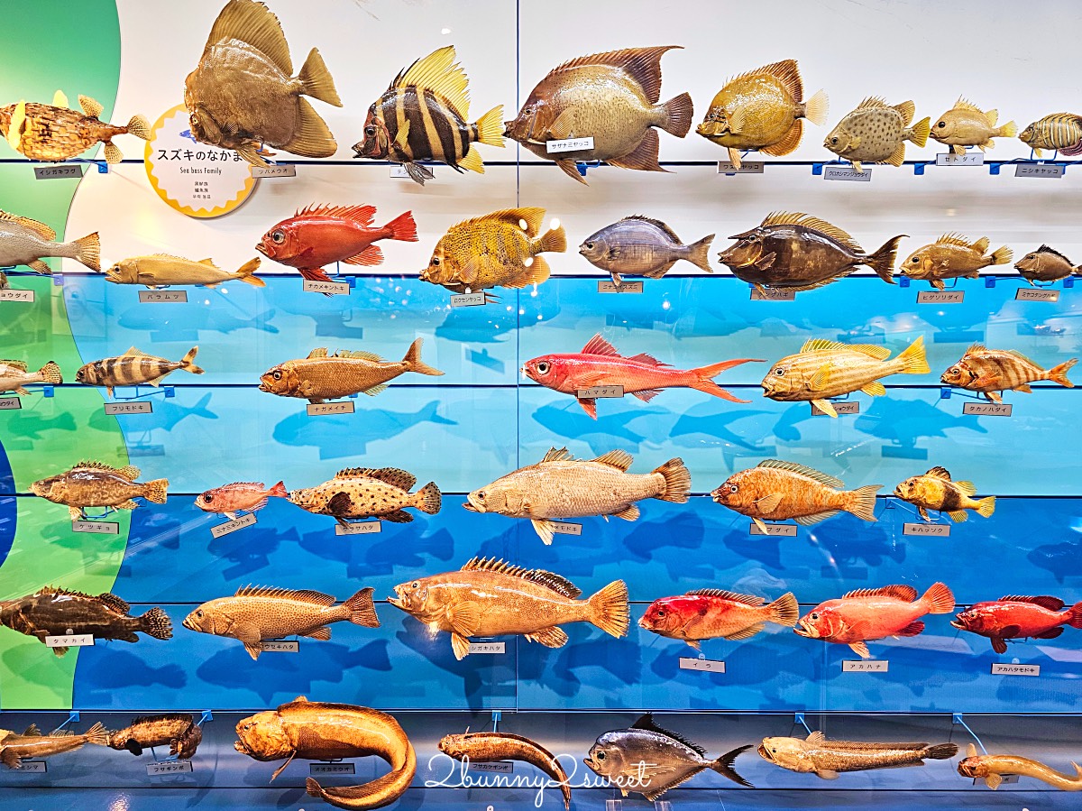 鳥取景點【海とくらしの史料館】日本最大魚類標本博物館,鳥取境港室內景點推薦 @兔兒毛毛姊妹花 鳥取景點【海とくらしの史料館】日本最大魚類標本博物館,鳥取境港室內景點推薦 @兔兒毛毛姊妹花