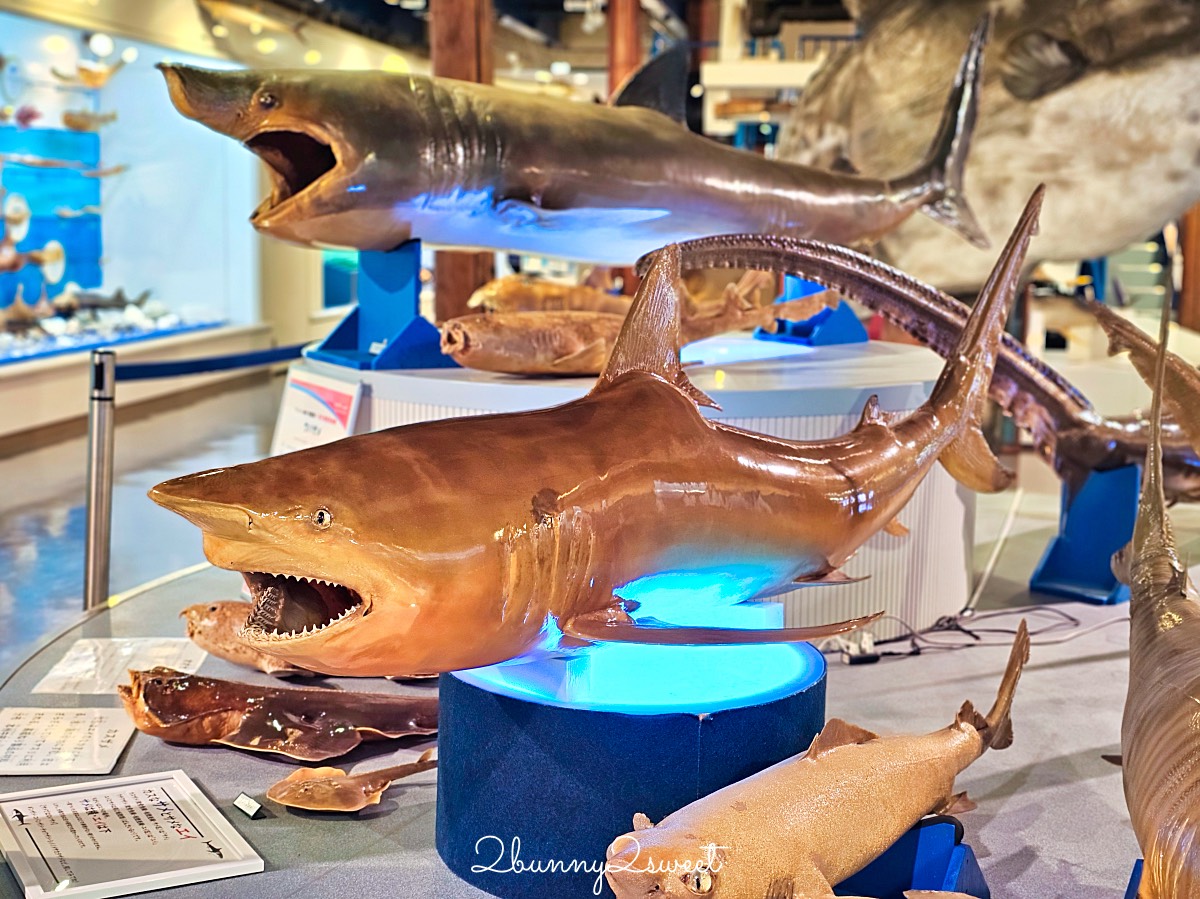 鳥取景點【海とくらしの史料館】日本最大魚類標本博物館,鳥取境港室內景點推薦 @兔兒毛毛姊妹花 鳥取景點【海とくらしの史料館】日本最大魚類標本博物館,鳥取境港室內景點推薦 @兔兒毛毛姊妹花