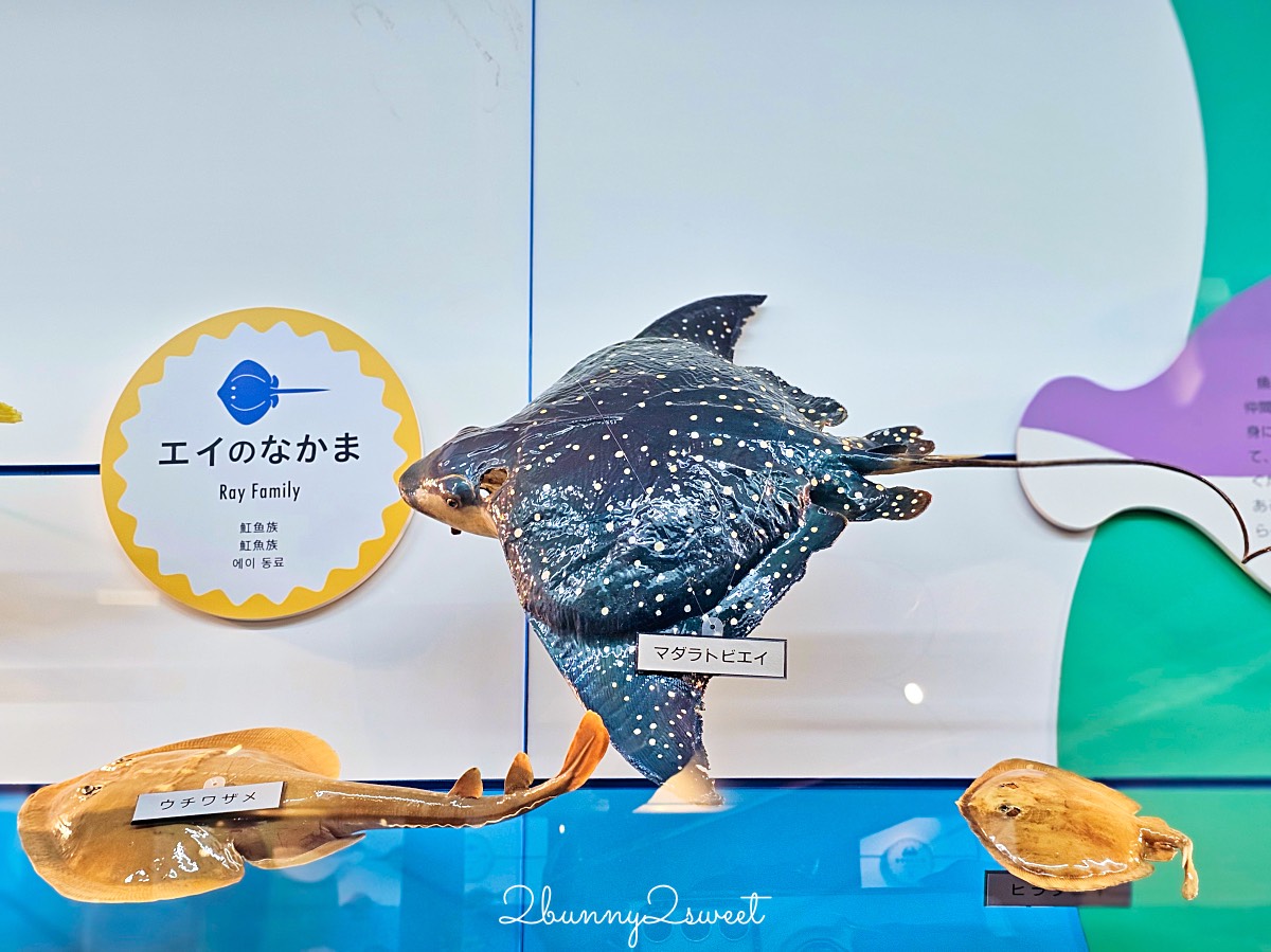 鳥取景點【海とくらしの史料館】日本最大魚類標本博物館,鳥取境港室內景點推薦 @兔兒毛毛姊妹花 鳥取景點【海とくらしの史料館】日本最大魚類標本博物館,鳥取境港室內景點推薦 @兔兒毛毛姊妹花