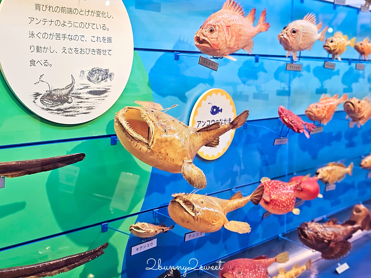 鳥取景點【海とくらしの史料館】日本最大魚類標本博物館,鳥取境港室內景點推薦 @兔兒毛毛姊妹花 鳥取景點【海とくらしの史料館】日本最大魚類標本博物館,鳥取境港室內景點推薦 @兔兒毛毛姊妹花