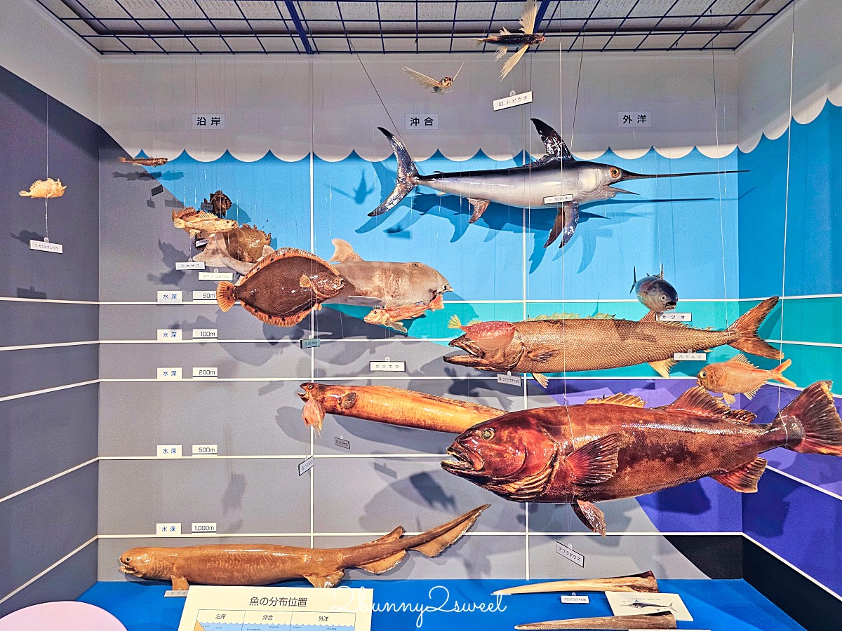 鳥取景點【海とくらしの史料館】日本最大魚類標本博物館,鳥取境港室內景點推薦 @兔兒毛毛姊妹花 鳥取景點【海とくらしの史料館】日本最大魚類標本博物館,鳥取境港室內景點推薦 @兔兒毛毛姊妹花