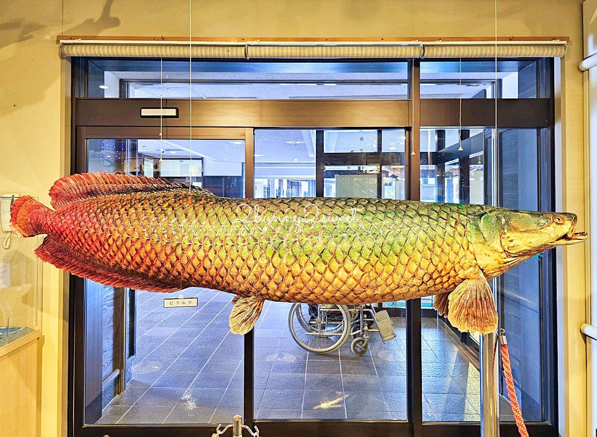 鳥取景點【海とくらしの史料館】日本最大魚類標本博物館,鳥取境港室內景點推薦 @兔兒毛毛姊妹花 鳥取景點【海とくらしの史料館】日本最大魚類標本博物館,鳥取境港室內景點推薦 @兔兒毛毛姊妹花