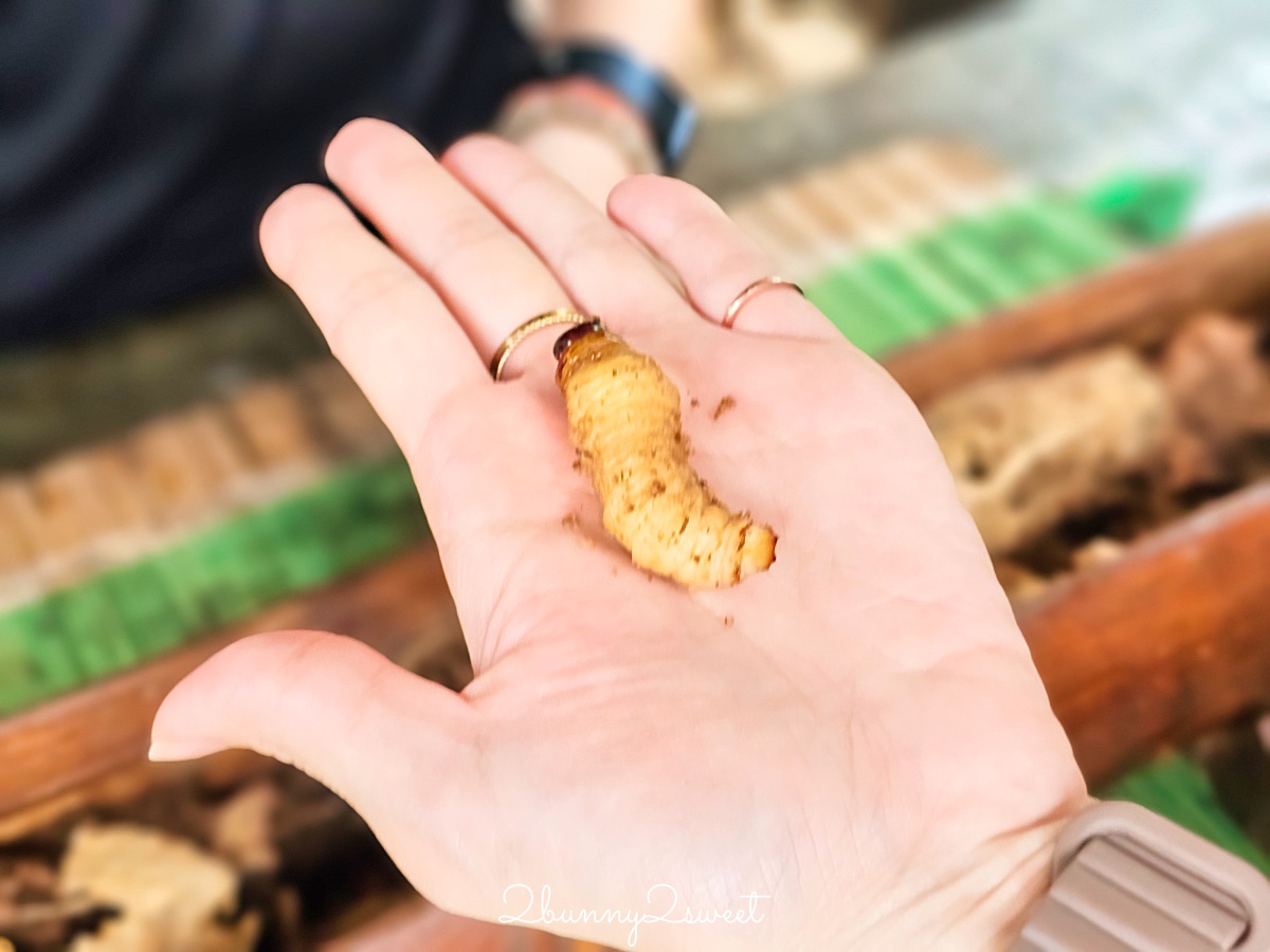 【婆羅洲文化村】沙巴最大文化村！探索七大原住民族、吹箭鑽木取火＋文化表演 @兔兒毛毛姊妹花