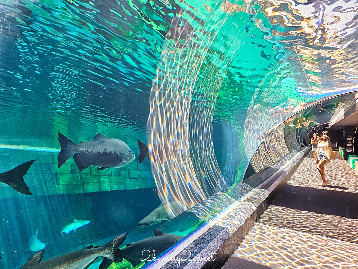 普吉島親子景點推薦|Aquaria Phuket 普吉水族館全攻略:門票交通、必點亮點一次整理! @兔兒毛毛姊妹花 普吉島親子景點推薦|Aquaria Phuket 普吉水族館全攻略:門票交通、必點亮點一次整理! @兔兒毛毛姊妹花