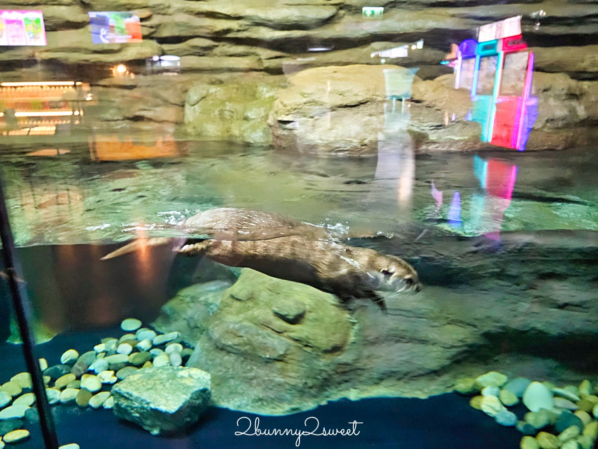 普吉島親子景點推薦|Aquaria Phuket 普吉水族館全攻略:門票交通、必點亮點一次整理! @兔兒毛毛姊妹花 普吉島親子景點推薦|Aquaria Phuket 普吉水族館全攻略:門票交通、必點亮點一次整理! @兔兒毛毛姊妹花
