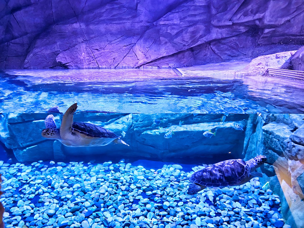普吉島親子景點推薦|Aquaria Phuket 普吉水族館全攻略:門票交通、必點亮點一次整理! @兔兒毛毛姊妹花 普吉島親子景點推薦|Aquaria Phuket 普吉水族館全攻略:門票交通、必點亮點一次整理! @兔兒毛毛姊妹花