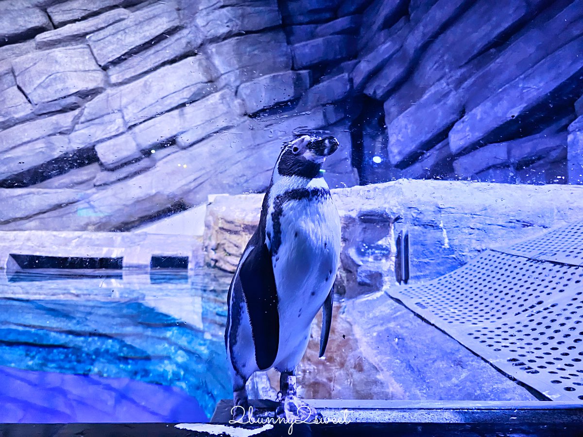 普吉島親子景點推薦|Aquaria Phuket 普吉水族館全攻略:門票交通、必點亮點一次整理! @兔兒毛毛姊妹花 普吉島親子景點推薦|Aquaria Phuket 普吉水族館全攻略:門票交通、必點亮點一次整理! @兔兒毛毛姊妹花