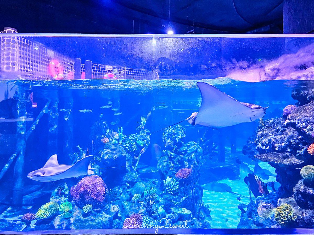 普吉島親子景點推薦|Aquaria Phuket 普吉水族館全攻略:門票交通、必點亮點一次整理! @兔兒毛毛姊妹花 普吉島親子景點推薦|Aquaria Phuket 普吉水族館全攻略:門票交通、必點亮點一次整理! @兔兒毛毛姊妹花