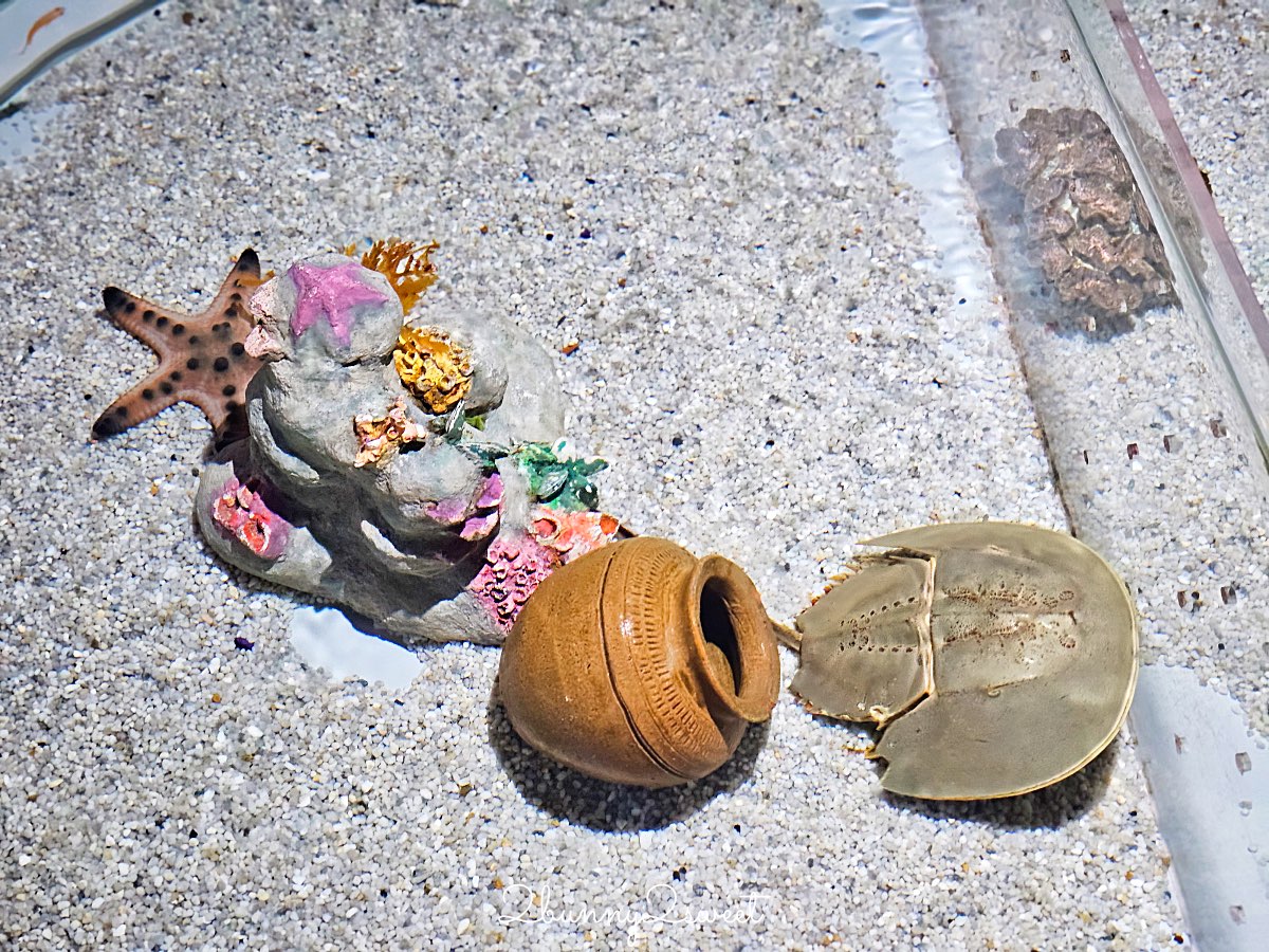 普吉島親子景點推薦|Aquaria Phuket 普吉水族館全攻略:門票交通、必點亮點一次整理! @兔兒毛毛姊妹花 普吉島親子景點推薦|Aquaria Phuket 普吉水族館全攻略:門票交通、必點亮點一次整理! @兔兒毛毛姊妹花