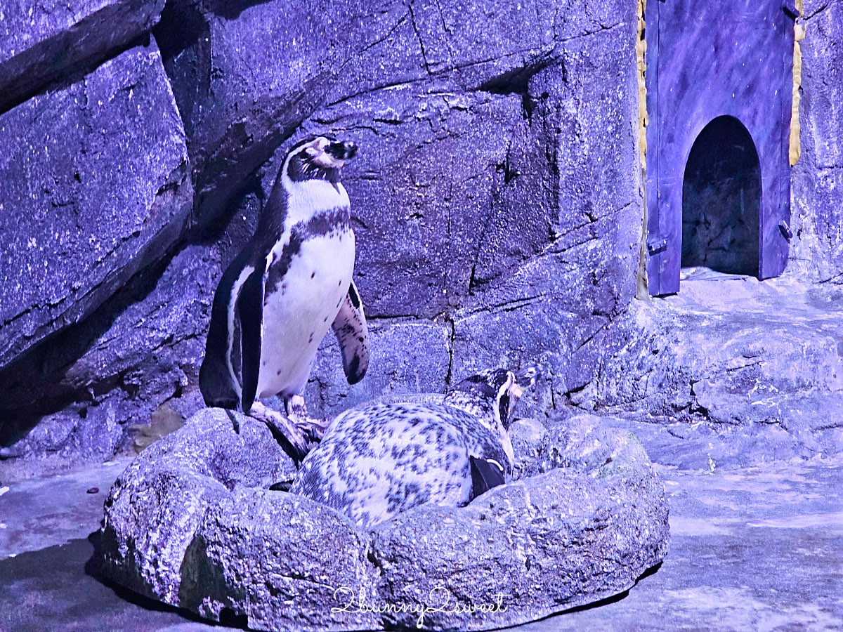 普吉島親子景點推薦|Aquaria Phuket 普吉水族館全攻略:門票交通、必點亮點一次整理! @兔兒毛毛姊妹花 普吉島親子景點推薦|Aquaria Phuket 普吉水族館全攻略:門票交通、必點亮點一次整理! @兔兒毛毛姊妹花