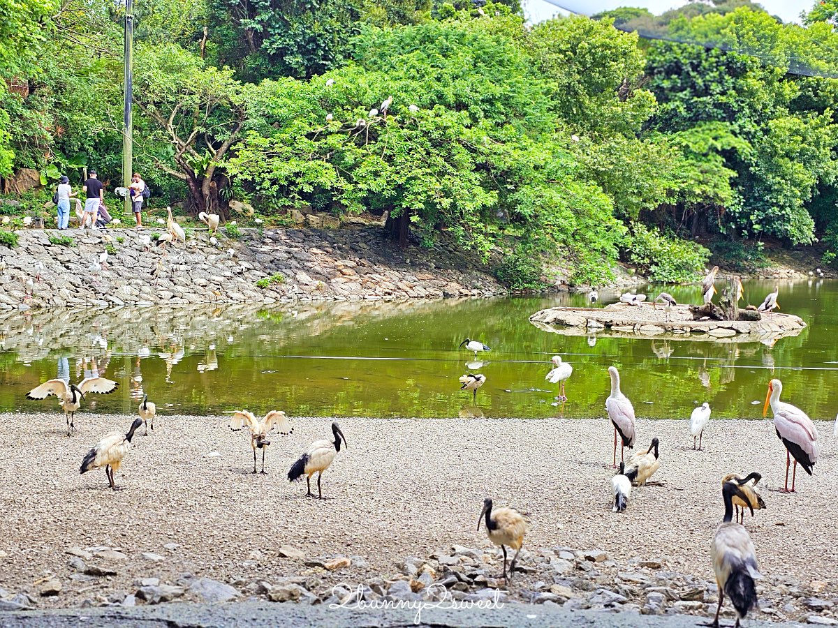 【名護自然動植物公園 Neo Park Okinawa】沖繩親子景點～動物互動、小火車、生態園區全攻略 @兔兒毛毛姊妹花