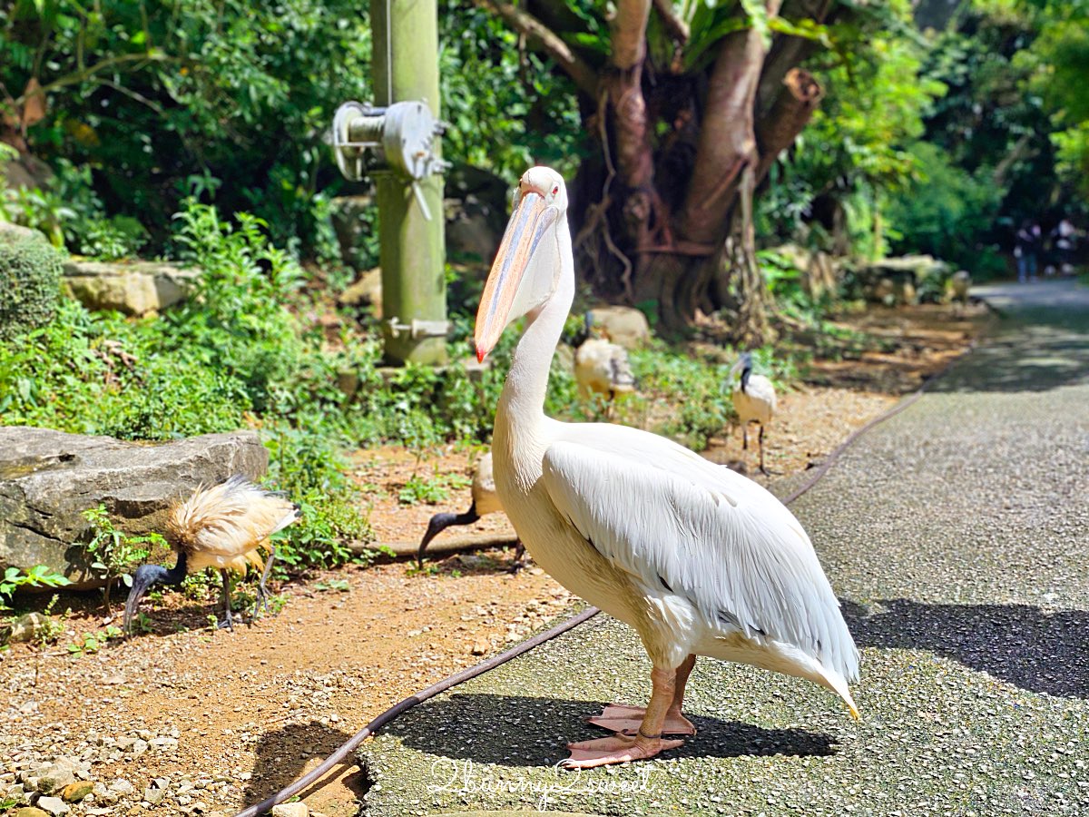 【名護自然動植物公園 Neo Park Okinawa】沖繩親子景點～動物互動、小火車、生態園區全攻略 @兔兒毛毛姊妹花