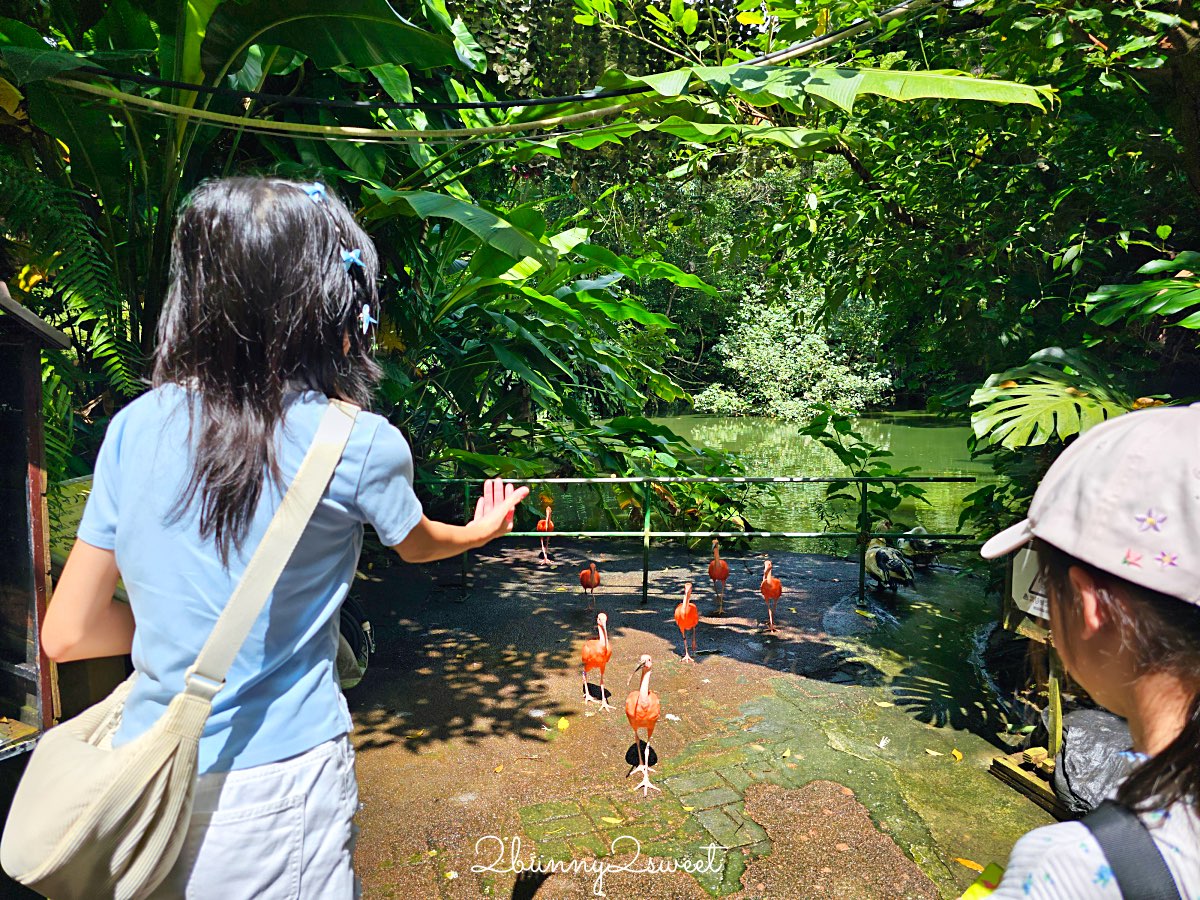 【名護自然動植物公園 Neo Park Okinawa】沖繩親子景點～動物互動、小火車、生態園區全攻略 @兔兒毛毛姊妹花