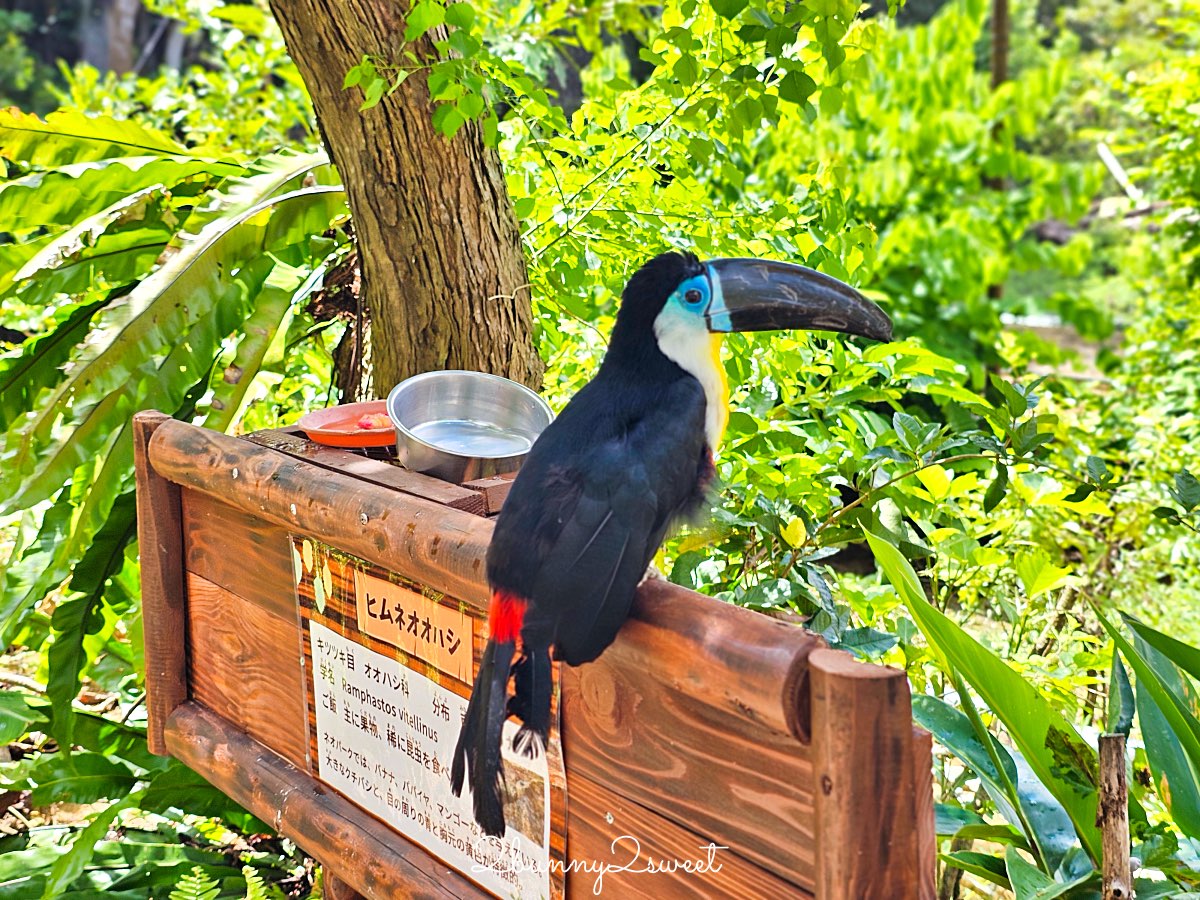 【名護自然動植物公園 Neo Park Okinawa】沖繩親子景點～動物互動、小火車、生態園區全攻略 @兔兒毛毛姊妹花