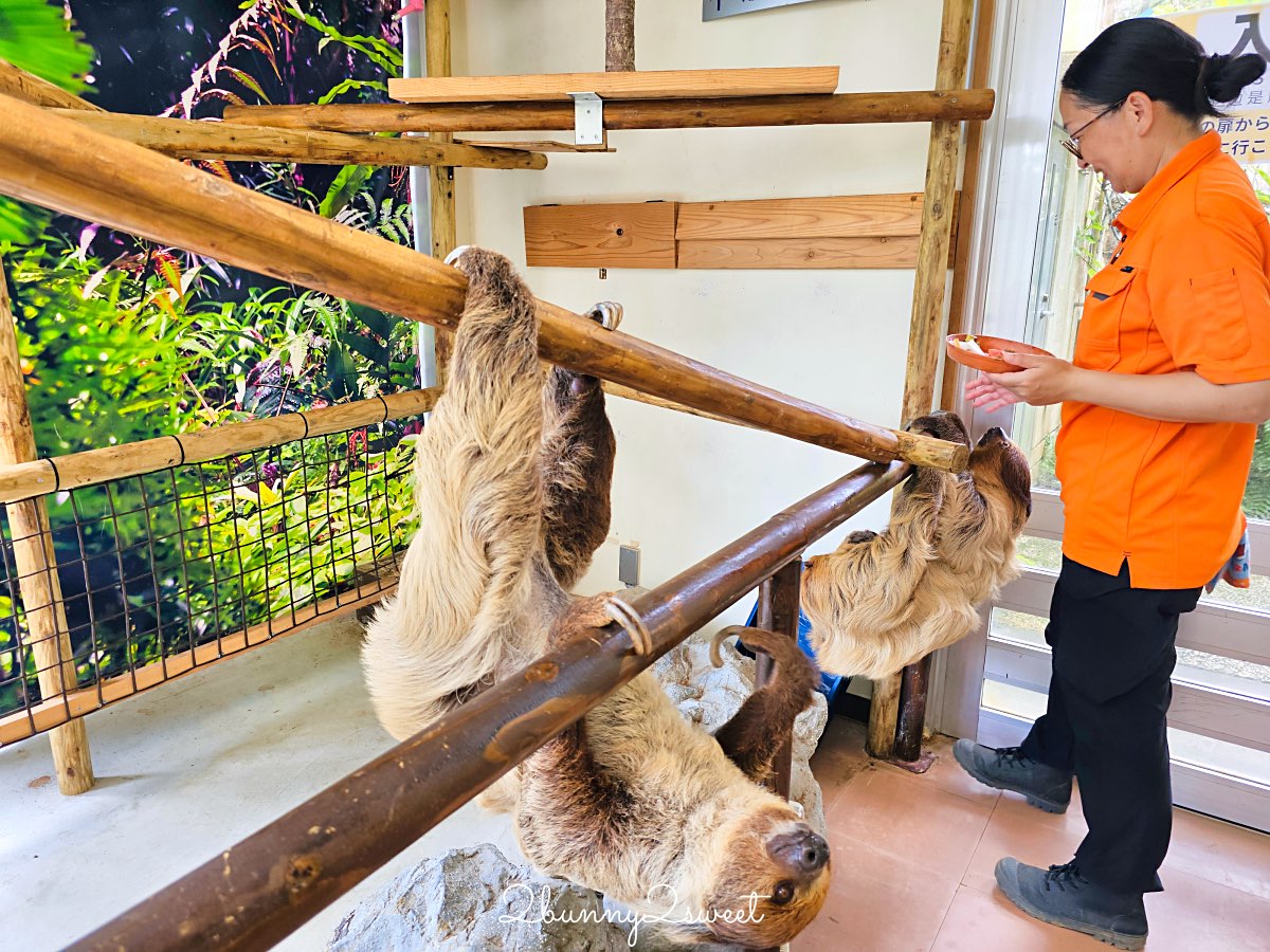 【名護自然動植物公園 Neo Park Okinawa】沖繩親子景點～動物互動、小火車、生態園區全攻略 @兔兒毛毛姊妹花