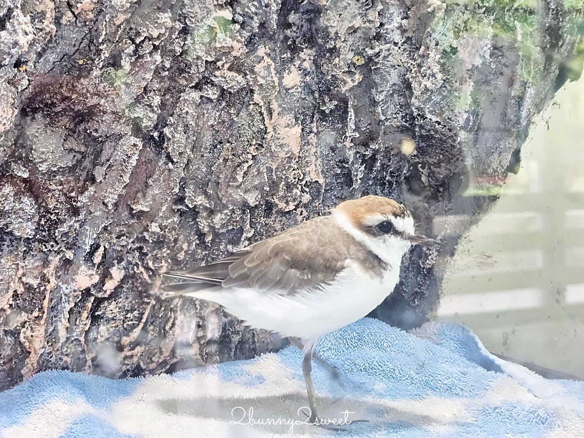 【名護自然動植物公園 Neo Park Okinawa】沖繩親子景點～動物互動、小火車、生態園區全攻略 @兔兒毛毛姊妹花