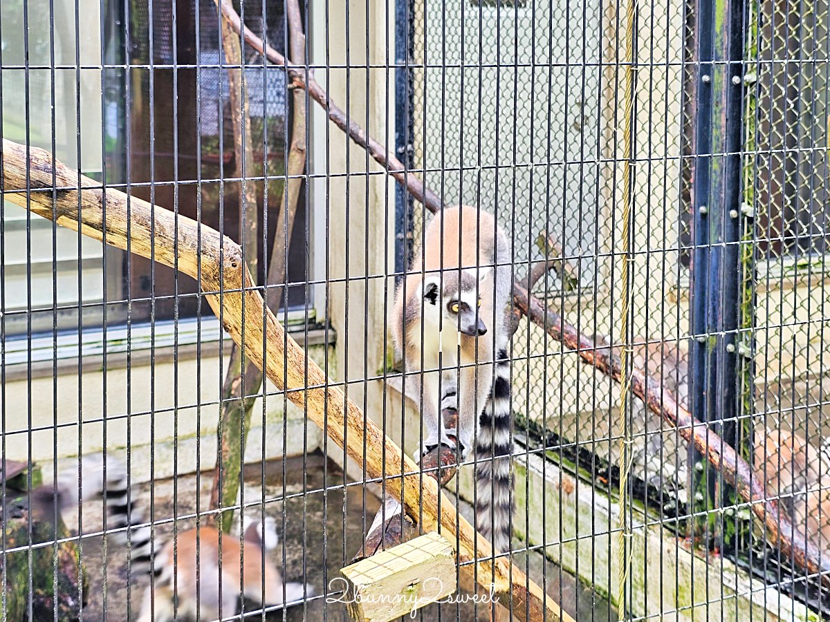 【名護自然動植物公園 Neo Park Okinawa】沖繩親子景點～動物互動、小火車、生態園區全攻略 @兔兒毛毛姊妹花
