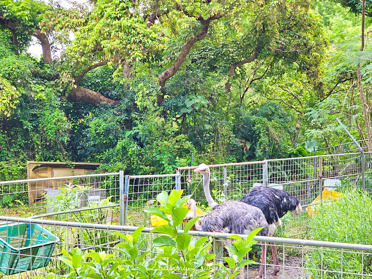 【名護自然動植物公園 Neo Park Okinawa】沖繩親子景點～動物互動、小火車、生態園區全攻略 @兔兒毛毛姊妹花