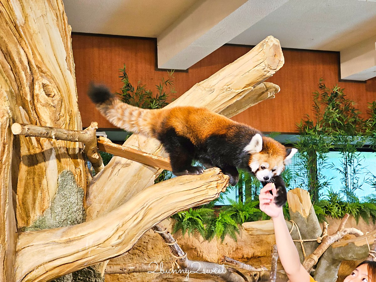【名護自然動植物公園 Neo Park Okinawa】沖繩親子景點～動物互動、小火車、生態園區全攻略 @兔兒毛毛姊妹花