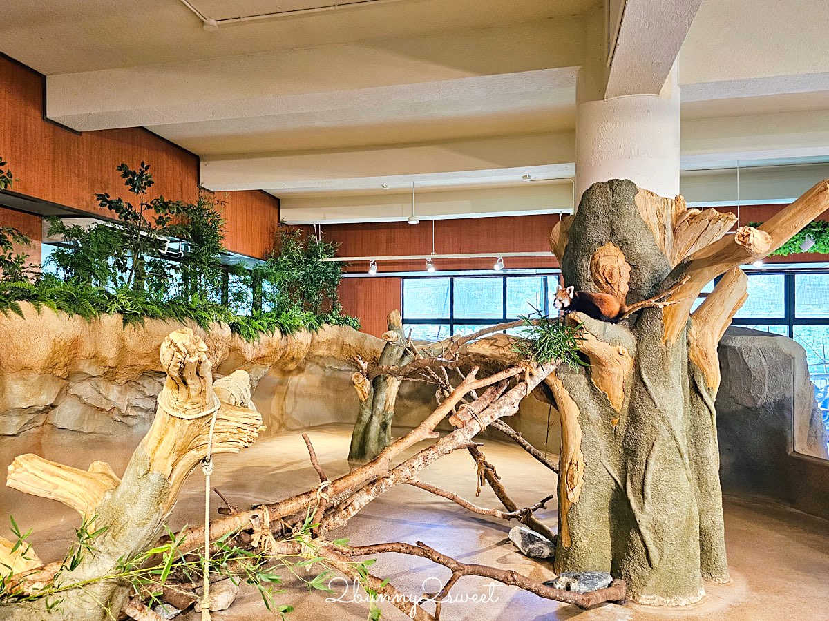 【名護自然動植物公園 Neo Park Okinawa】沖繩親子景點～動物互動、小火車、生態園區全攻略 @兔兒毛毛姊妹花