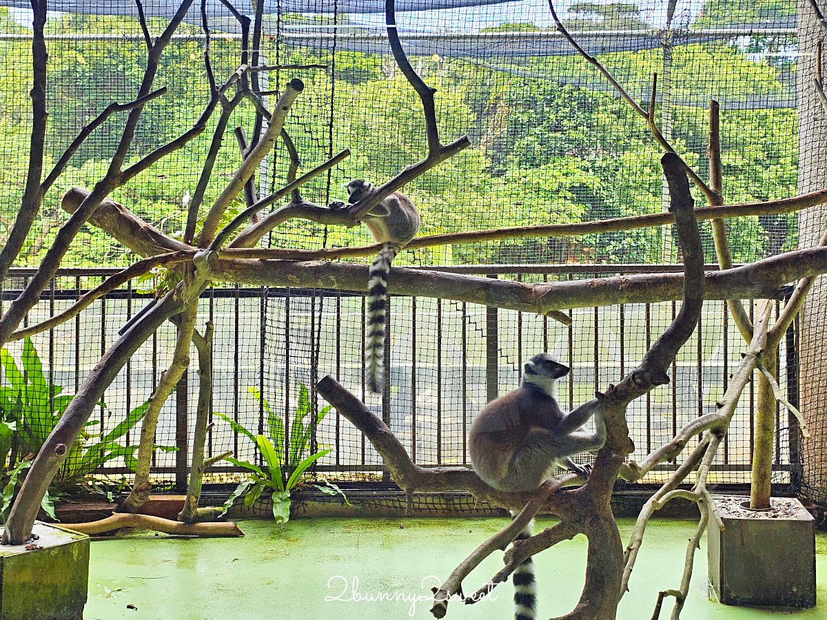【名護自然動植物公園 Neo Park Okinawa】沖繩親子景點～動物互動、小火車、生態園區全攻略 @兔兒毛毛姊妹花