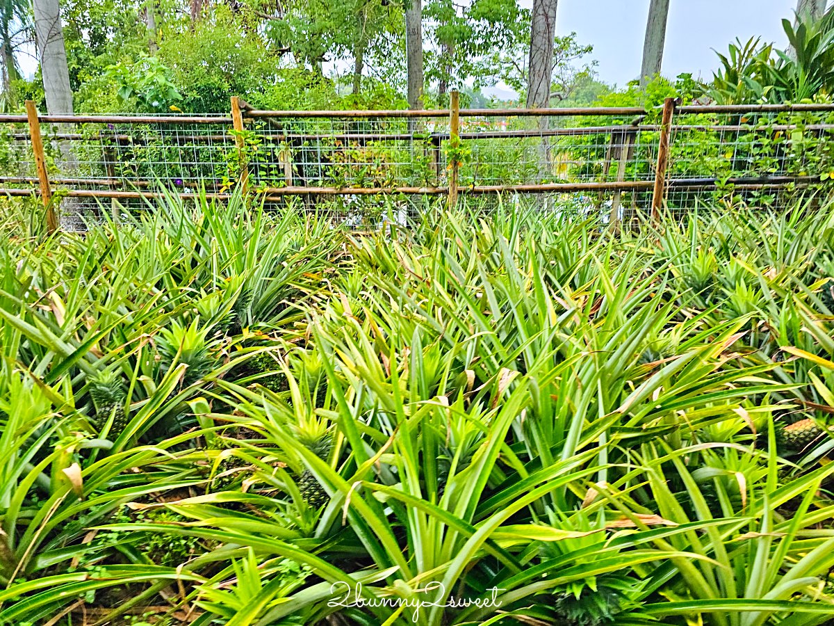 【名護鳳梨園】沖繩親子景點推薦｜搭鳳梨車、恐龍園、鳳梨主題樂園、FUN PASS免費景點 @兔兒毛毛姊妹花