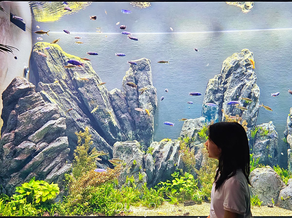 【DMM Kariyushi水族館】沖繩親子景點推薦|懶懶樂園、動物互動、門票交通攻略 @兔兒毛毛姊妹花 【DMM Kariyushi水族館】沖繩親子景點推薦|懶懶樂園、動物互動、門票交通攻略 @兔兒毛毛姊妹花