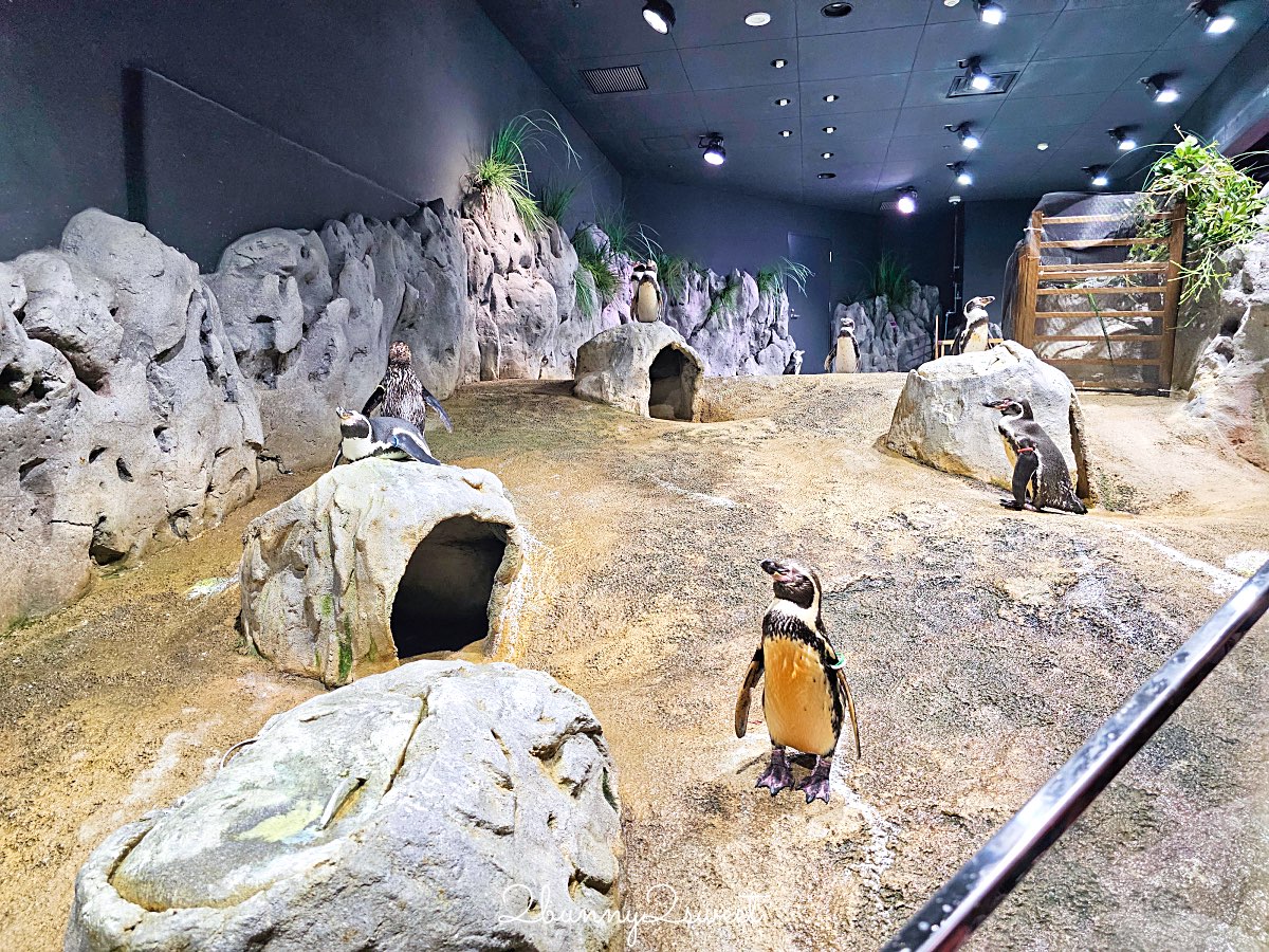 【DMM Kariyushi水族館】沖繩親子景點推薦|懶懶樂園、動物互動、門票交通攻略 @兔兒毛毛姊妹花 【DMM Kariyushi水族館】沖繩親子景點推薦|懶懶樂園、動物互動、門票交通攻略 @兔兒毛毛姊妹花
