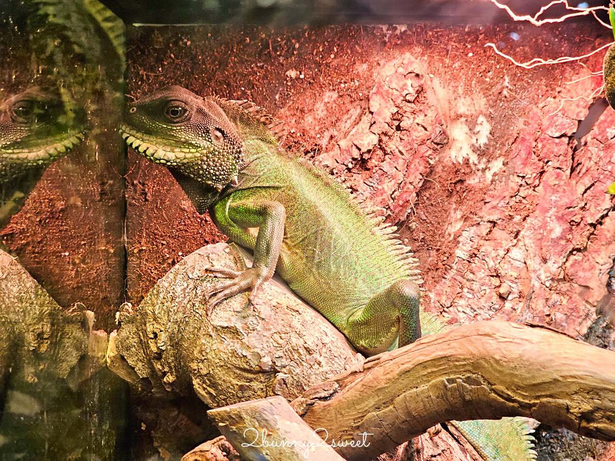 【DMM Kariyushi水族館】沖繩親子景點推薦|懶懶樂園、動物互動、門票交通攻略 @兔兒毛毛姊妹花 【DMM Kariyushi水族館】沖繩親子景點推薦|懶懶樂園、動物互動、門票交通攻略 @兔兒毛毛姊妹花