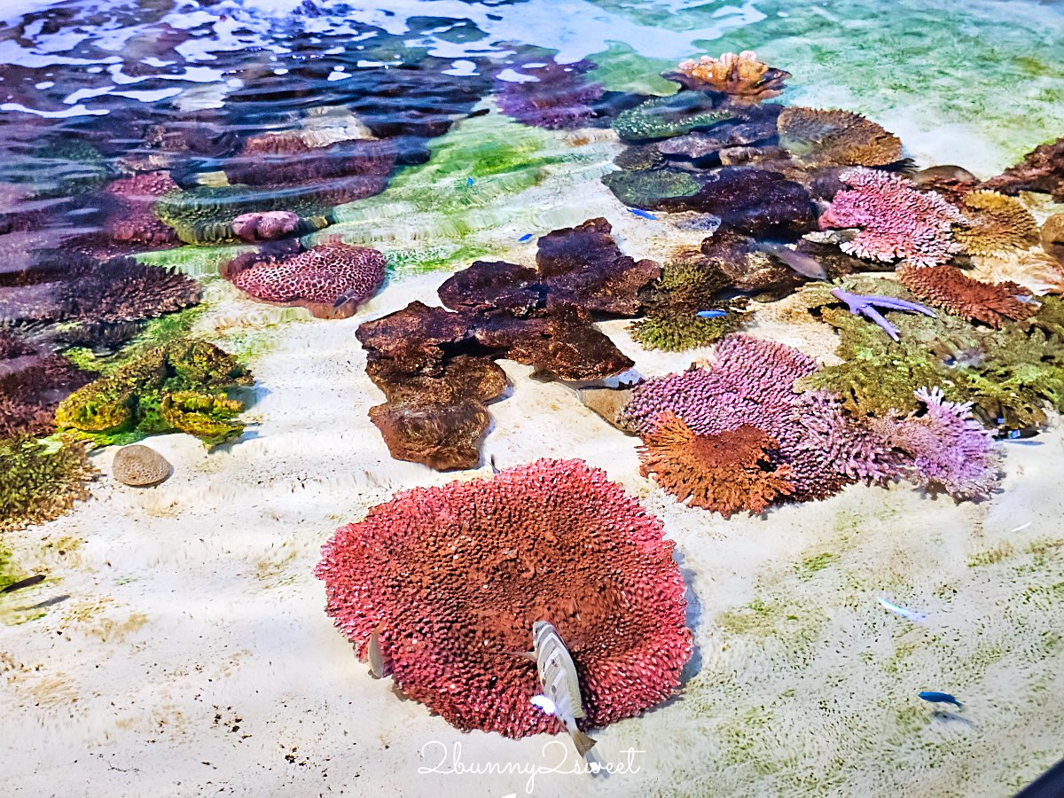 【DMM Kariyushi水族館】沖繩親子景點推薦|懶懶樂園、動物互動、門票交通攻略 @兔兒毛毛姊妹花 【DMM Kariyushi水族館】沖繩親子景點推薦|懶懶樂園、動物互動、門票交通攻略 @兔兒毛毛姊妹花